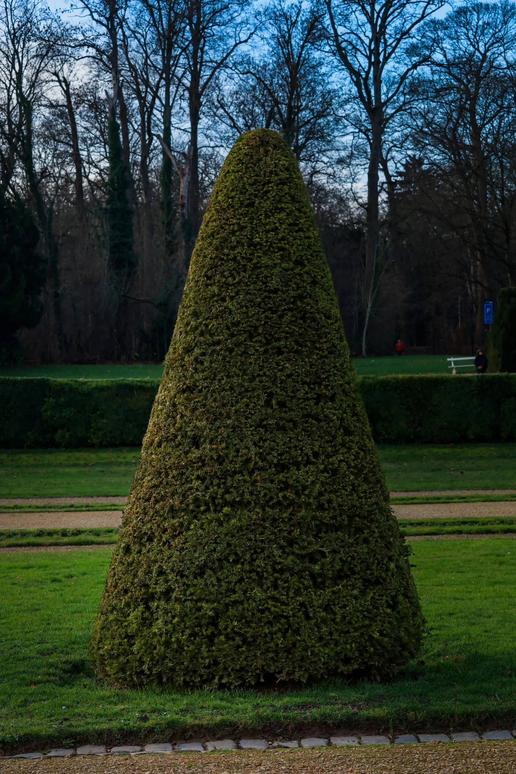 Topiary ozdobne